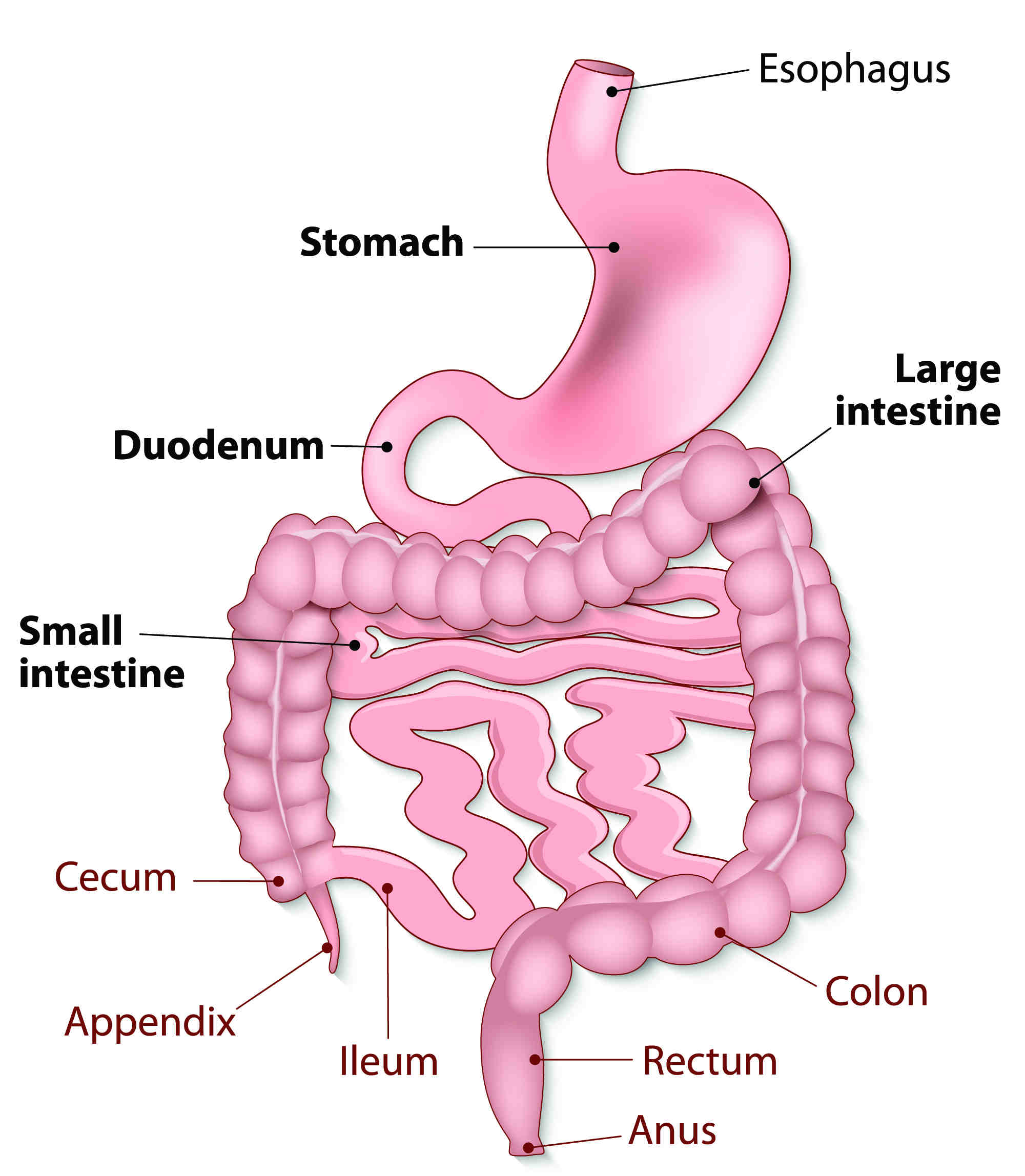 How is digestion affected by inclined bed therapy (IBT) ? - Inclined